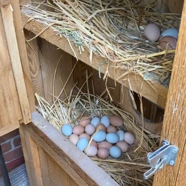 Відгук EggBoost